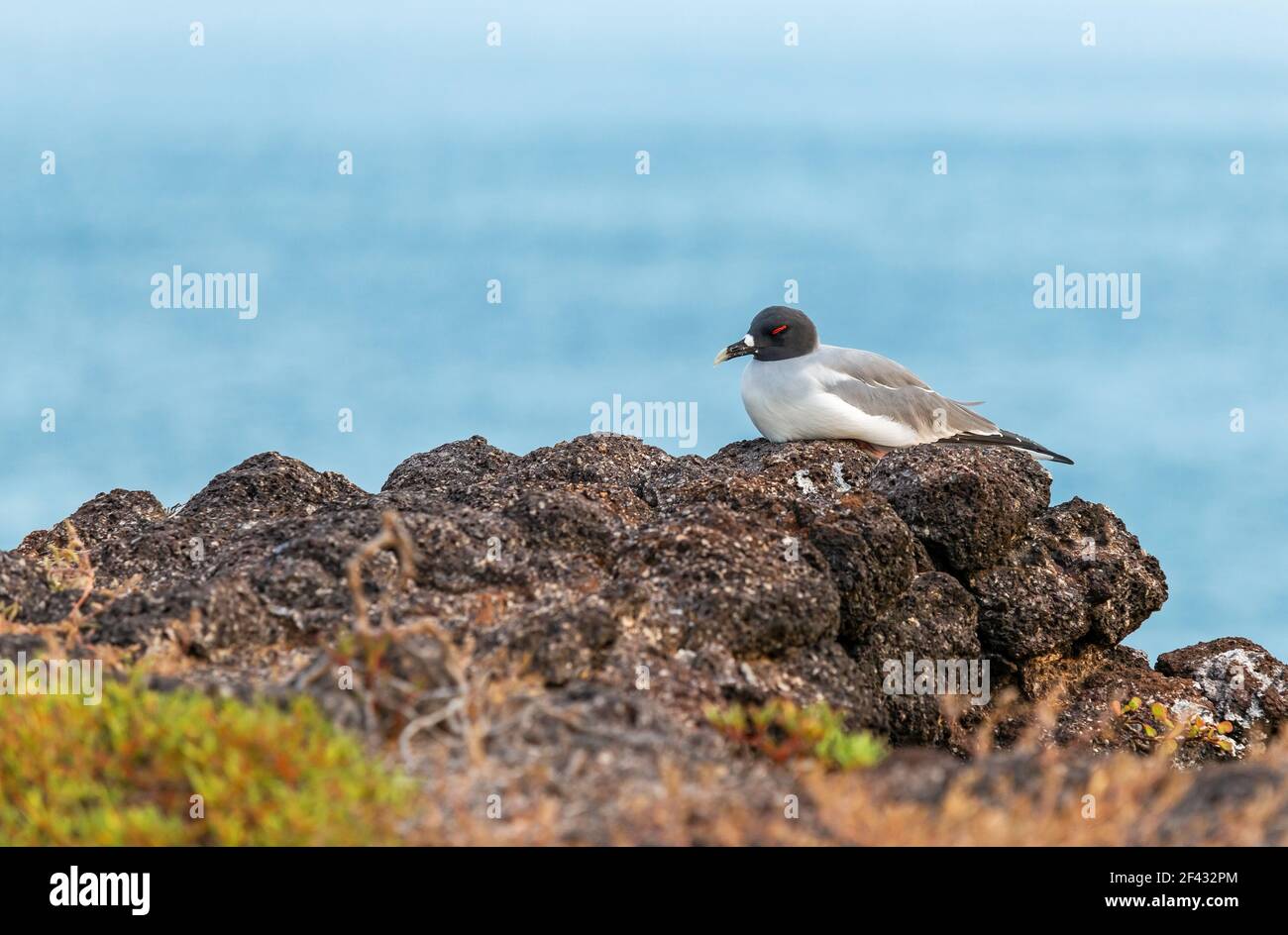 Sleeping Swallow Gull coda (Creagrus furcatus) sull'isola di Genovesa, Galapagos isole parco nazionale, Ecuador. Foto Stock