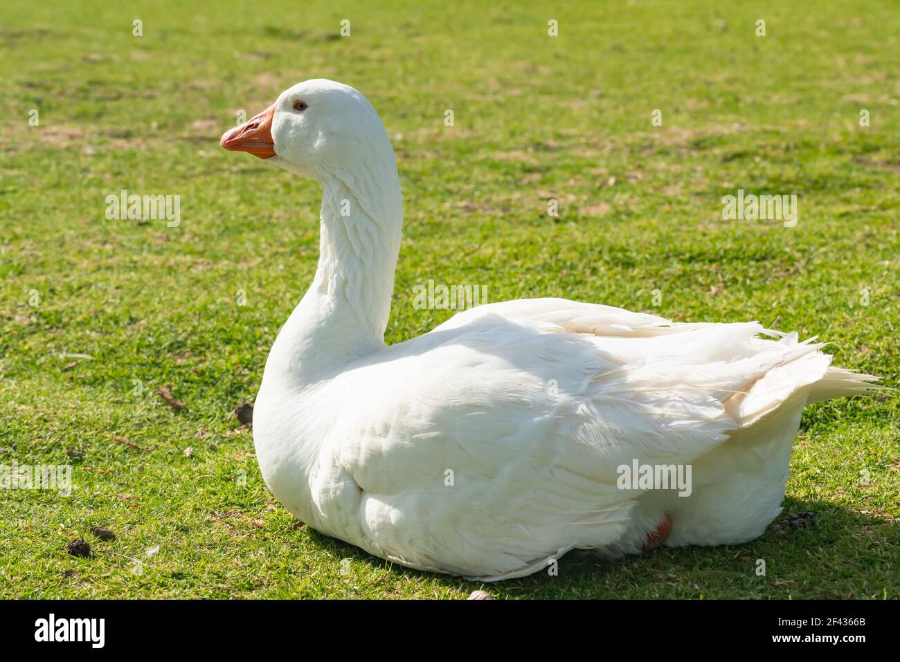 L'oca della neve (Anser caerulescens) seduta su un prato d'erba. Primo piano ritratto dell'oca bianca selvaggia del cigno nel parco cittadino Foto Stock