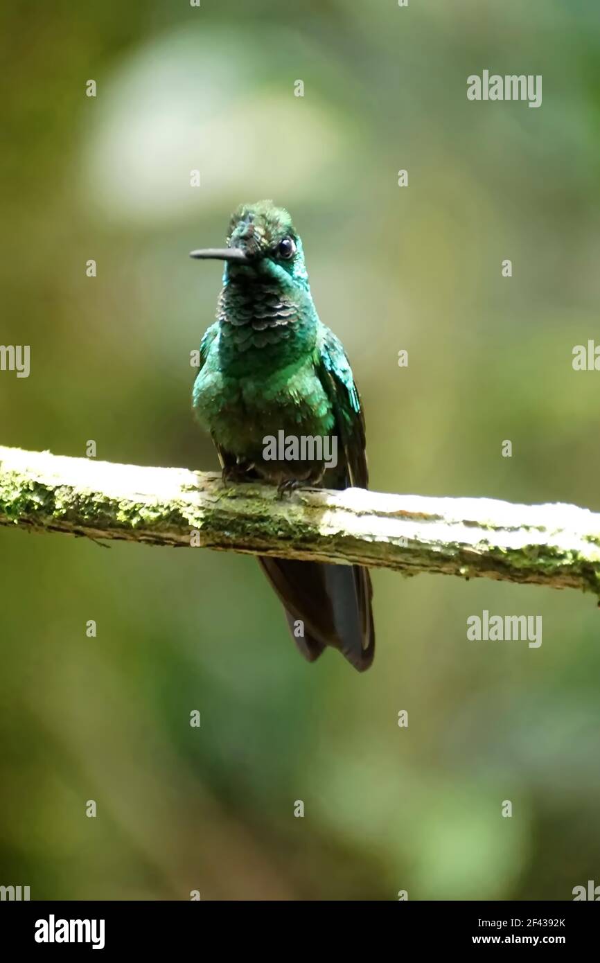 Verde-coronata brillante (Heliodoxa jacula) arroccato su un ramo in un giardino a Mindo, Ecuador Foto Stock