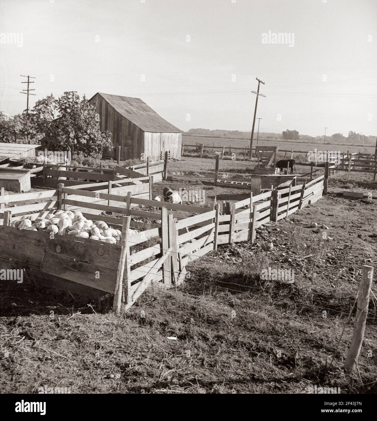 Cortile di riabilitazione cliente. Contea di Tulare, California. Novembre 1938. Fotografia di Dorothea Lange. Foto Stock