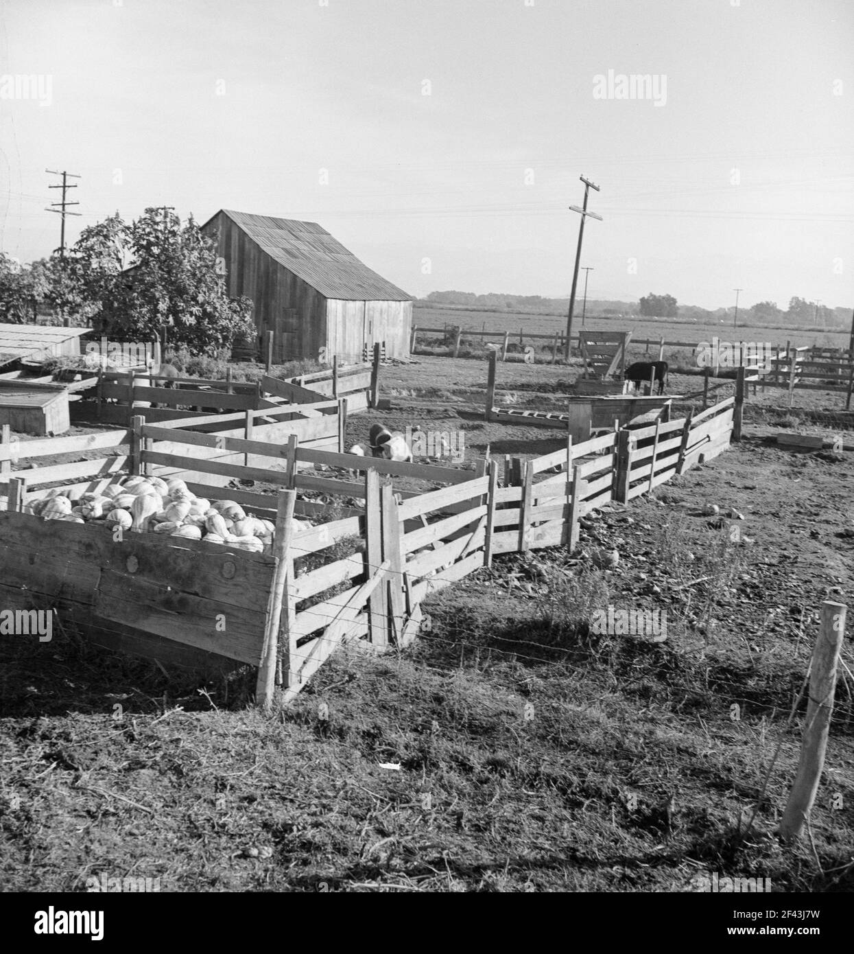 Cortile di riabilitazione cliente. Contea di Tulare, California. Novembre 1938. Fotografia di Dorothea Lange. Foto Stock