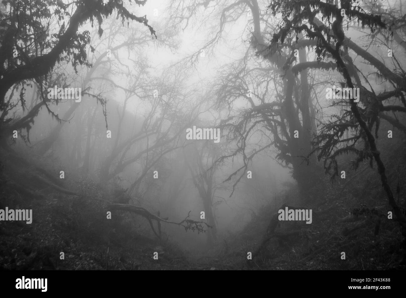 Rhododendron foresta sotto la nebbia nella montagna del Bhutan Foto Stock