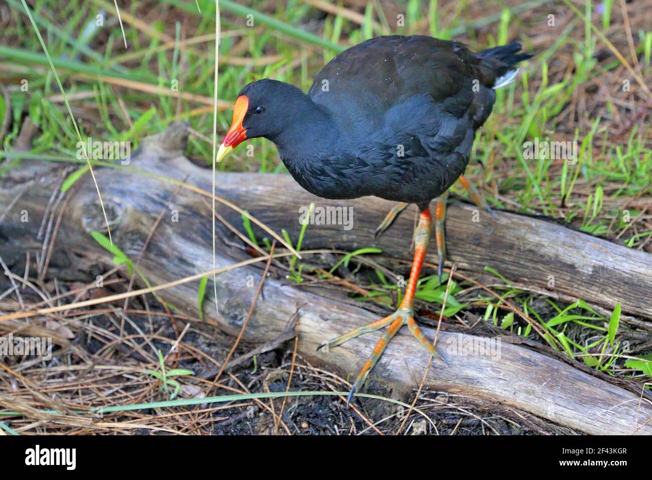 Un adulto Dusky Moorhen camminare nel suo habitat paludoso nel NSW, Australia. Una specie di rotaia comune con un distintivo schermo facciale rosso con una punta di becco giallo Foto Stock