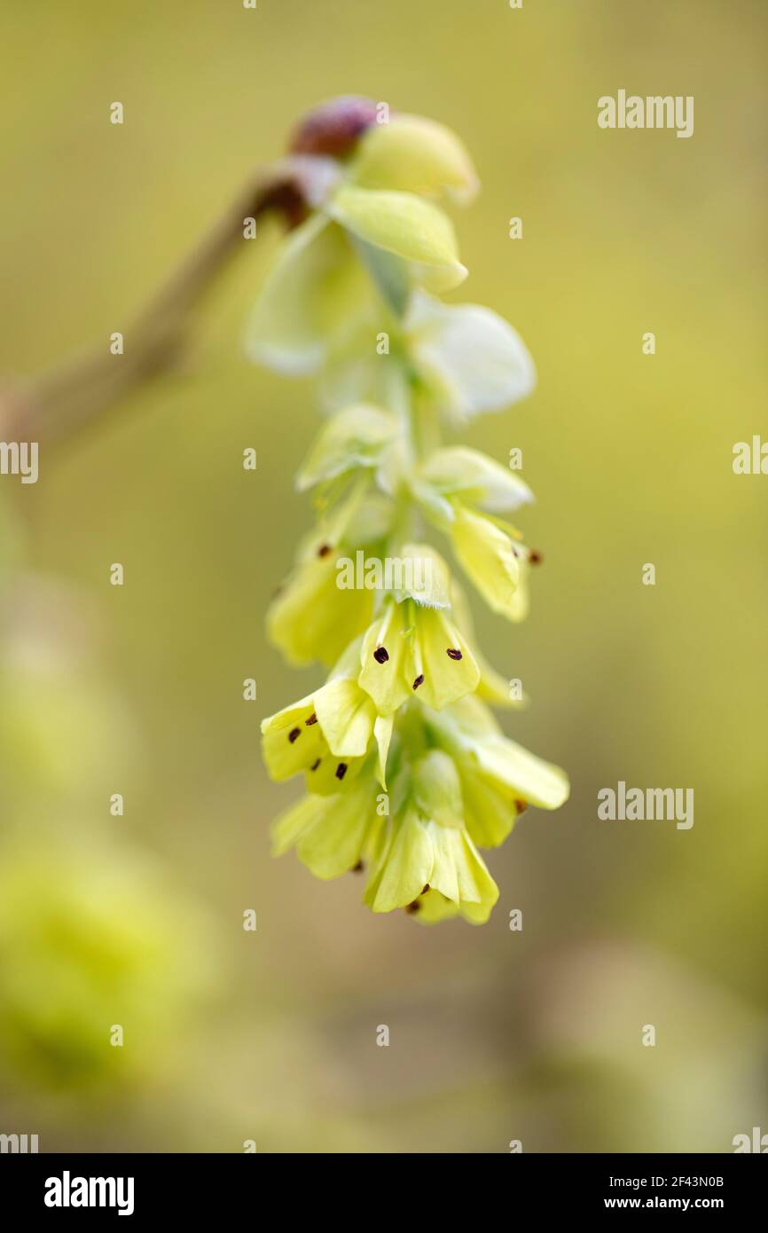 Primo piano del fiore di Spike Winterhazel (Corylopsis spicata) - North Carolina Arboretum, Asheville, North Carolina, USA Foto Stock