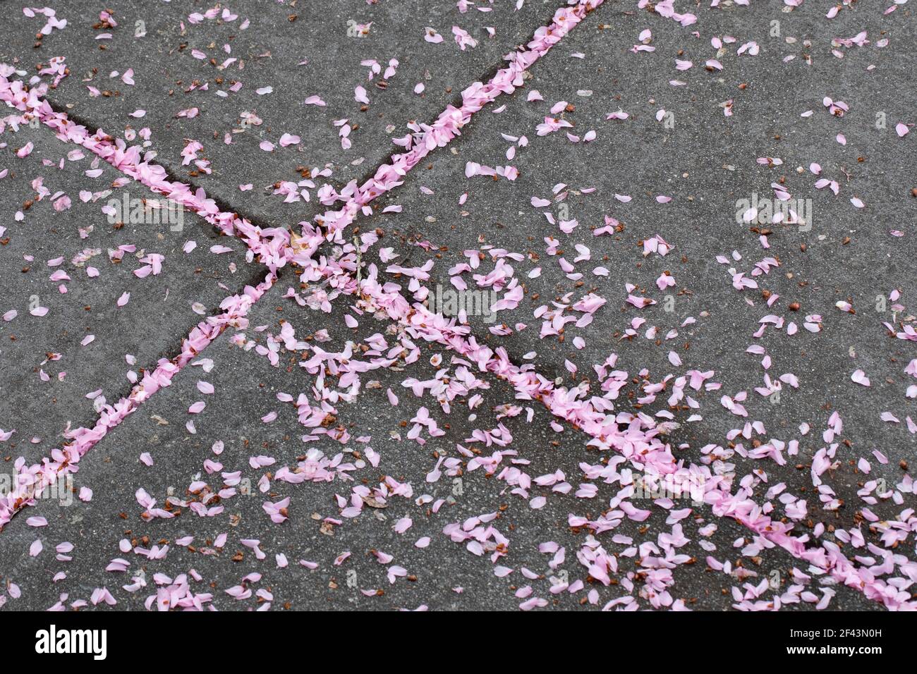 Petali rosa che riempiono il motivo trasversale astratto sul marciapiede - Asheville, Carolina del Nord, Stati Uniti Foto Stock