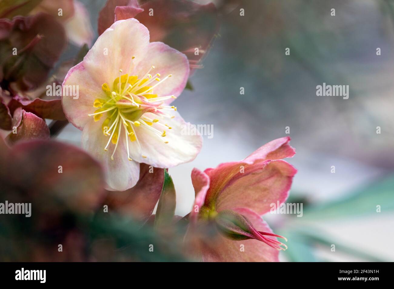 Delicate Lenten Rose (Helleborus) - North Carolina Arboretum, Asheville, Carolina del Nord, Stati Uniti Foto Stock
