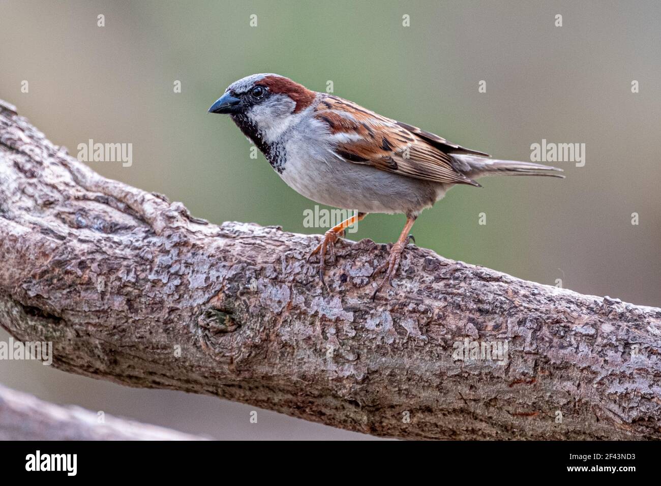 Un passero di casa seduto su un ramo di albero Foto Stock