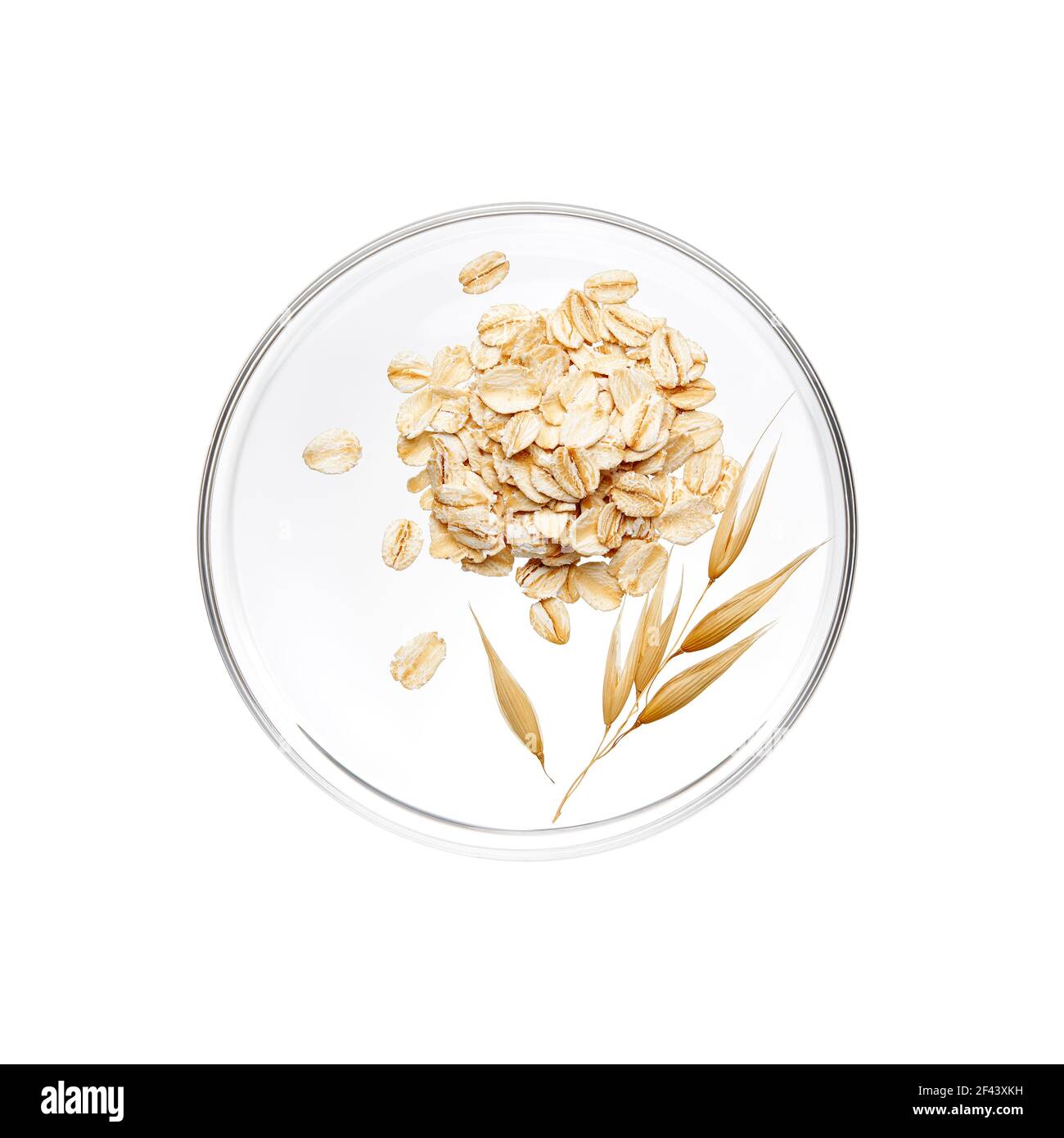 Mucchio di farina d'avena e la sua pianta su piatto di Petri sopra sfondo bianco Foto Stock