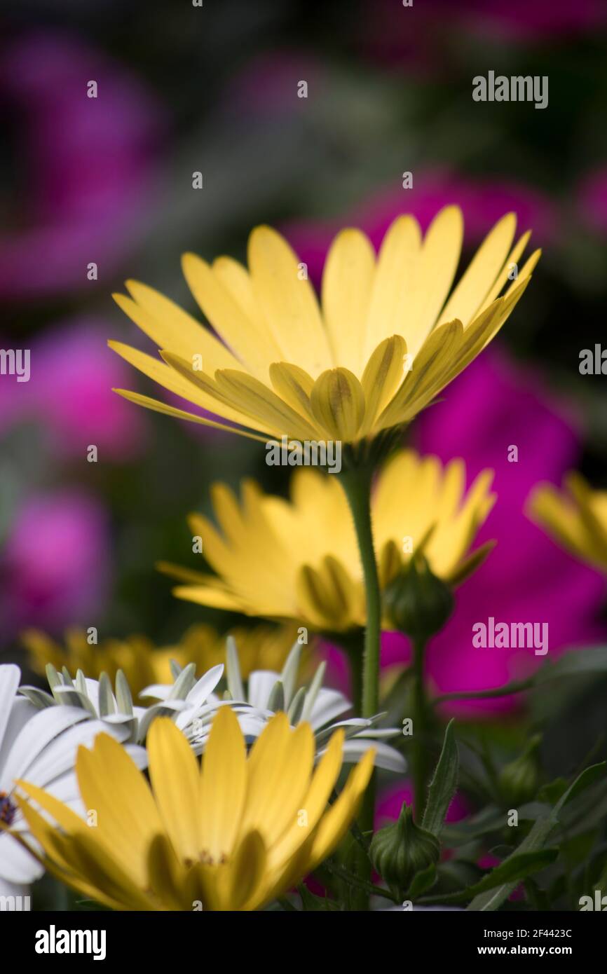 Giallo tenue camomilla fiori nel giardino in una sfocata sfondo scuro in una giornata di sole Foto Stock