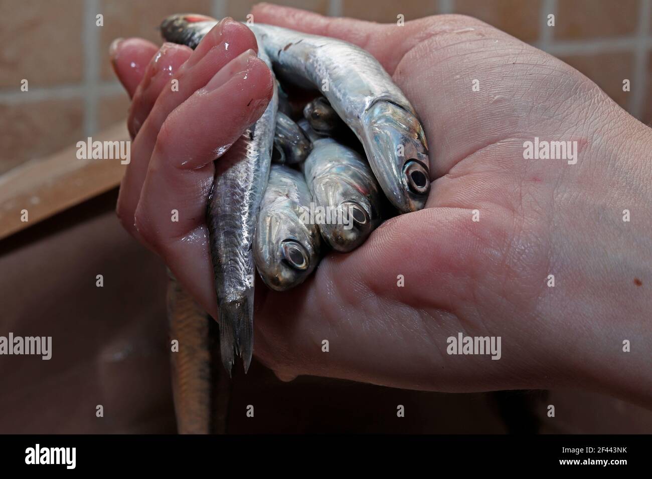 Una mano dei womani che tiene alcune acciughe per prepararsi loro per cucinare Foto Stock