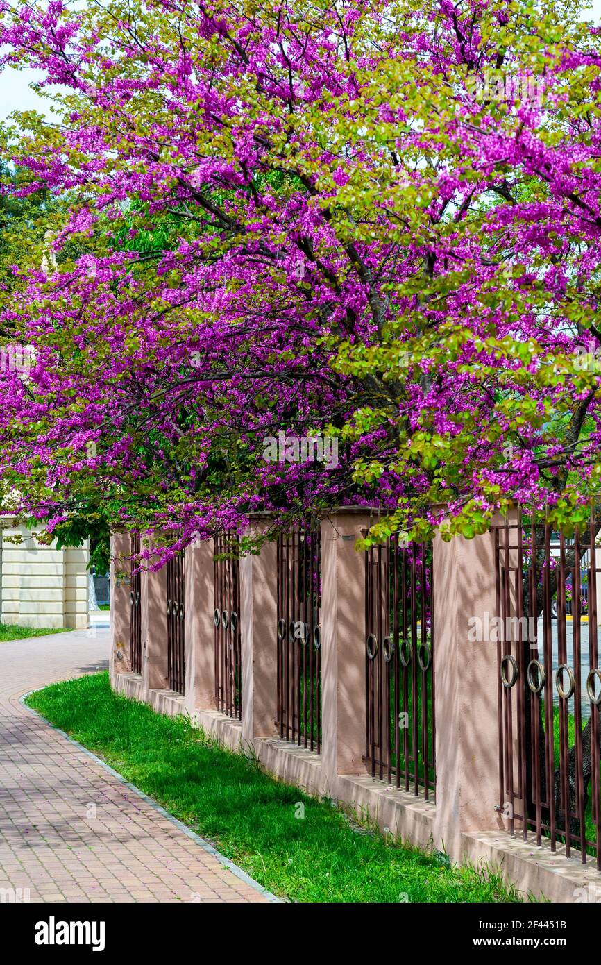 Cerci europei, o albero di Giuda, o scarlatto europeo. Primo piano di fiori rosa di Cercis siliquastrum. Cercis è un albero o arbusto, una specie del genu Foto Stock