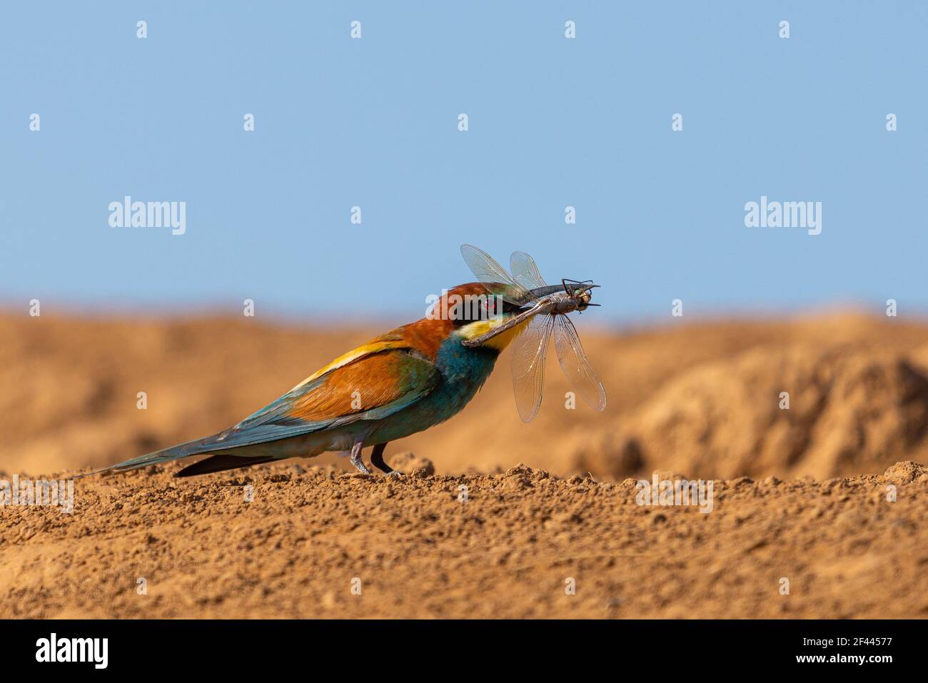 Ape-mangiatore d'oro con preda. Caccia di libellula e altri insetti. Uccello luminoso multicolore su un terreno. MEROPS apiaster. Foto Stock