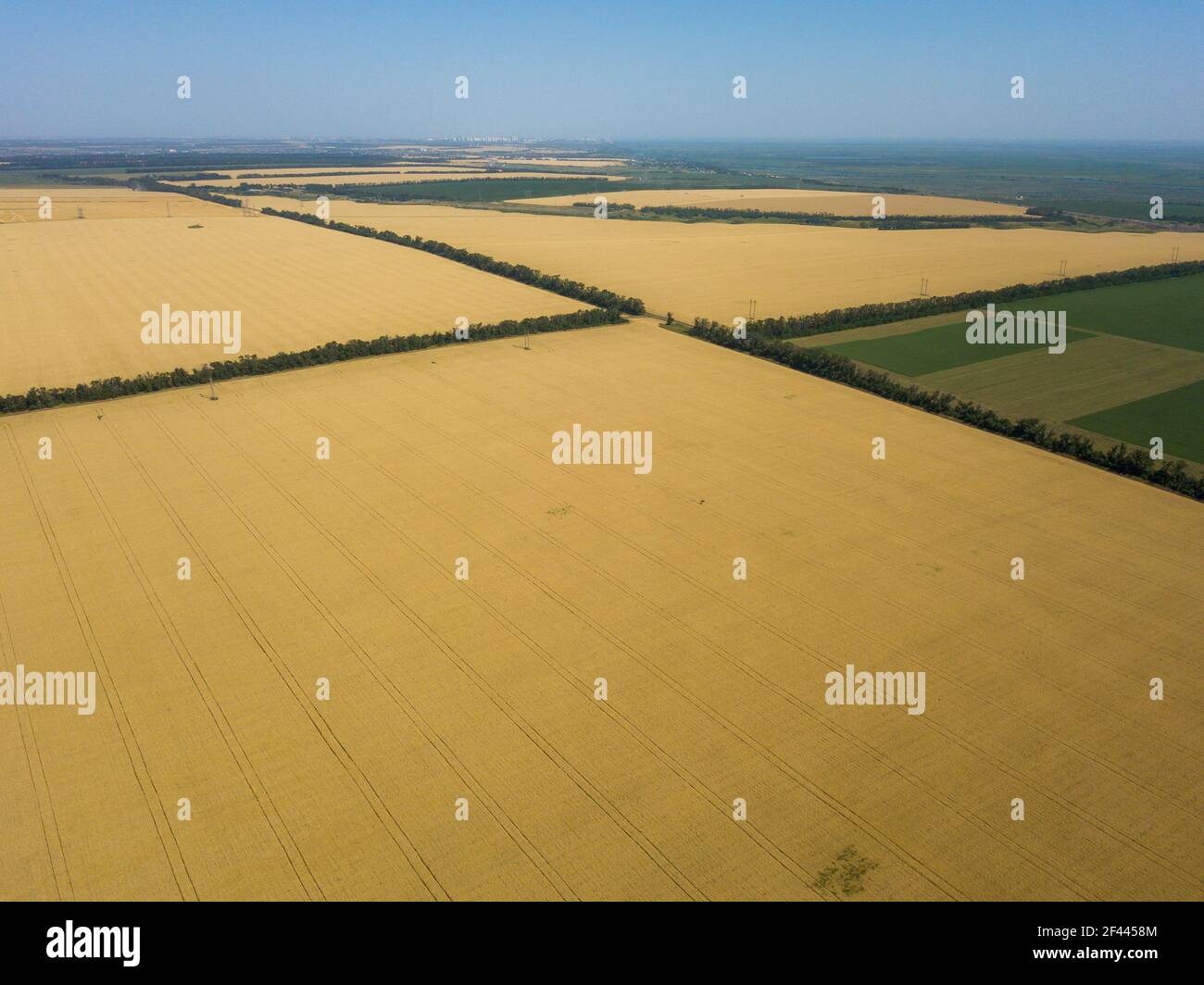 Campi verdi e gialli dall'alto. Foto Stock