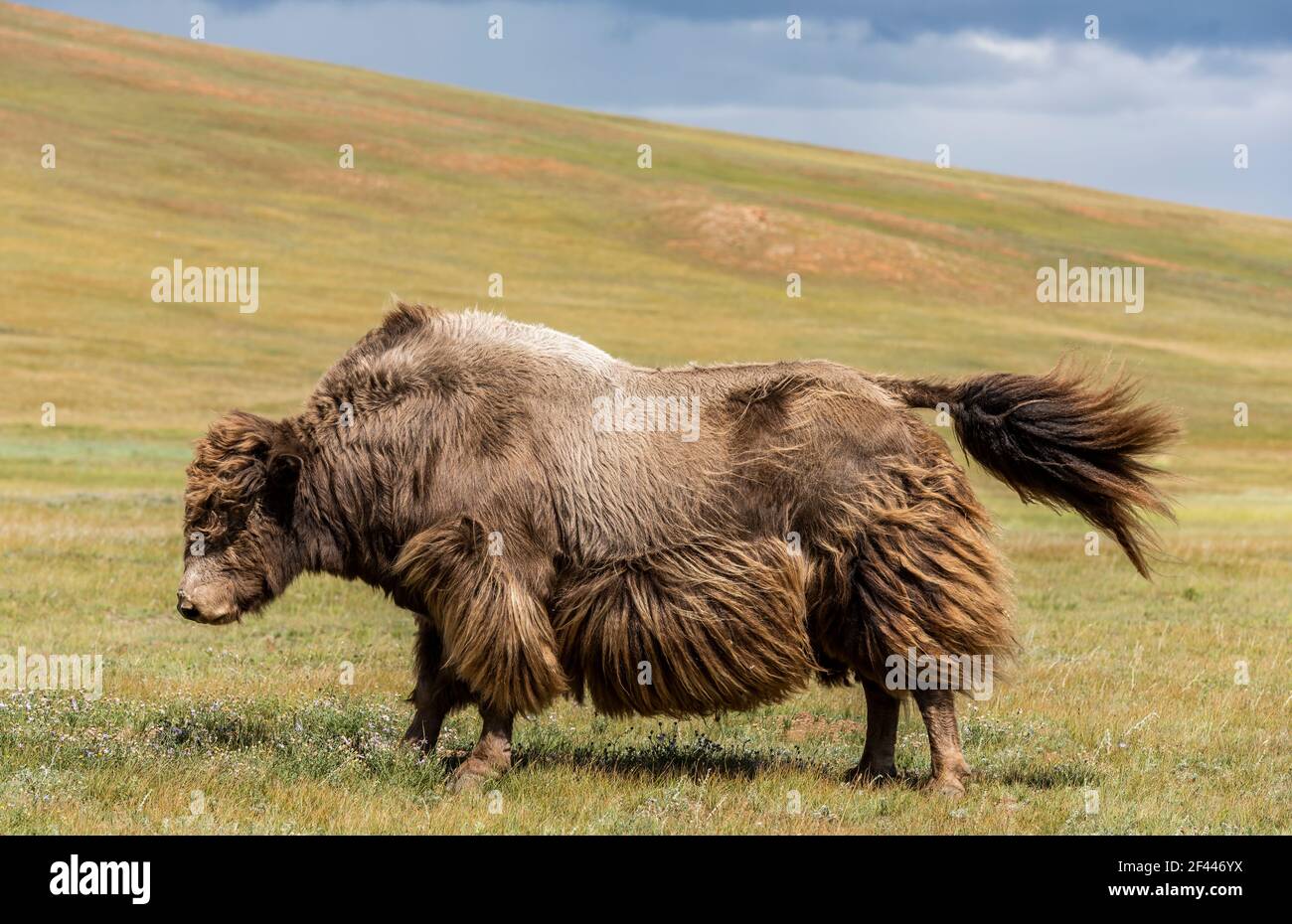 Bue yak sulla steppa verde della Mongolia con nuvole scure. Foto Stock