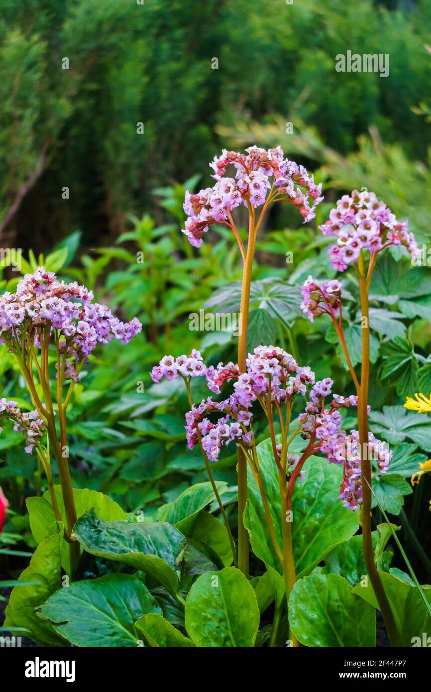 Badan nel letto del giardino. Piante medicinali e da tè Foto Stock