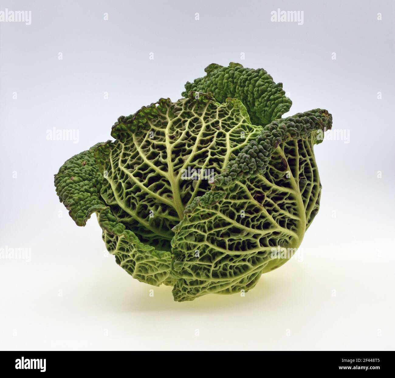 British Savoy Cabbage, Brassica oleracea Foto Stock