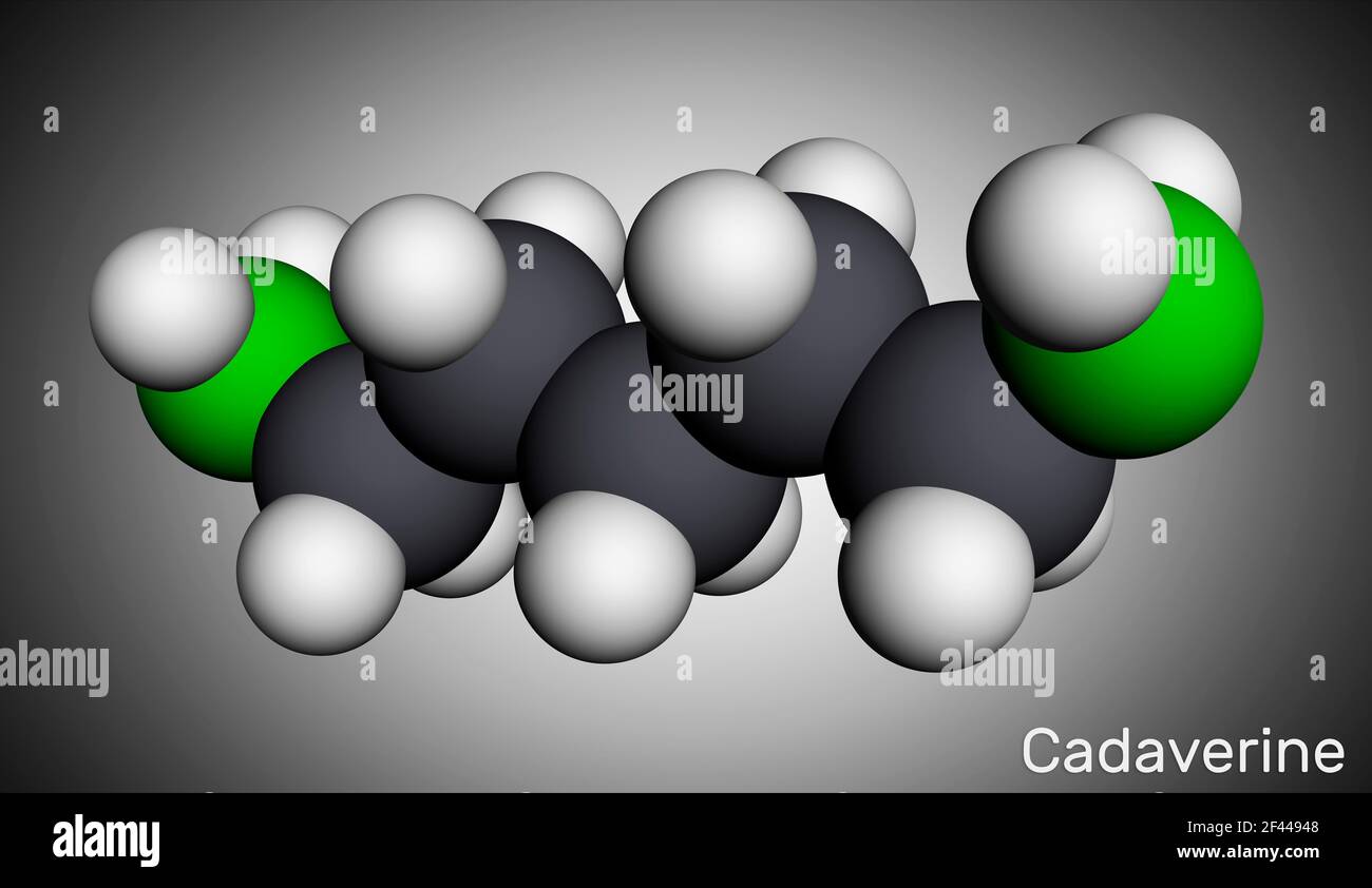 Cadaverina, molecola di pentametilendiammina. Si tratta di diammina maleodorante formata dalla decarbossilazione batterica della lisina. Modello molecolare. Rendering 3D. Foto Stock