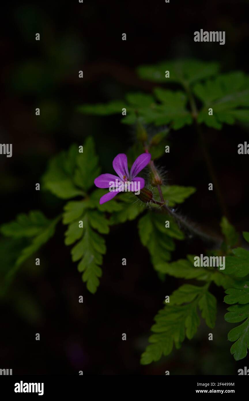 Piccolo fiore, geranio robertianum, comunemente noto come Herb-Robert, Red Robin, Fox geranium o Roberts Geranium, è una specie comune di cranesbill. Foto Stock