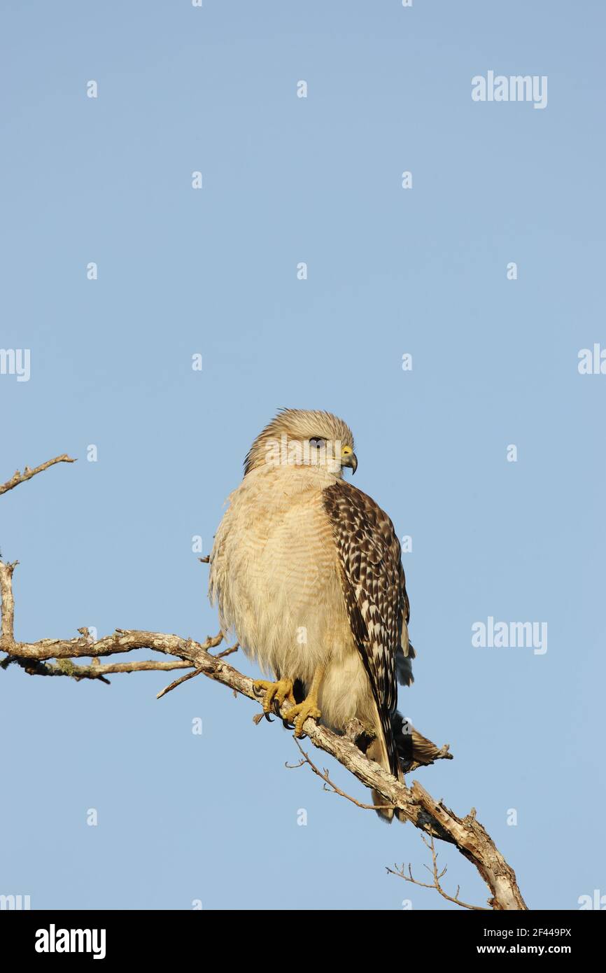 Red Shanted Hawk(Buteo lineatus) Ding Darling NWR, florida, USA BI001372 Foto Stock