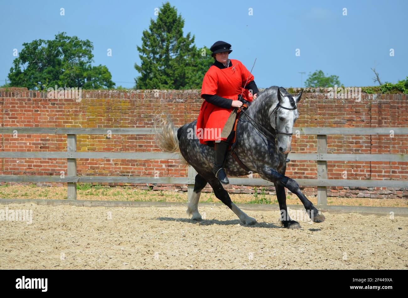 Dapple Gray cavallo in esercizio, rider indossando costume elisabettiano. Foto Stock