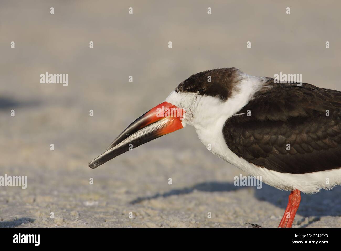 Black Skimmer primo piano che mostra la struttura della fattura (Rhynchops niger) Fort de Soto, florida, USA BI001449 Foto Stock