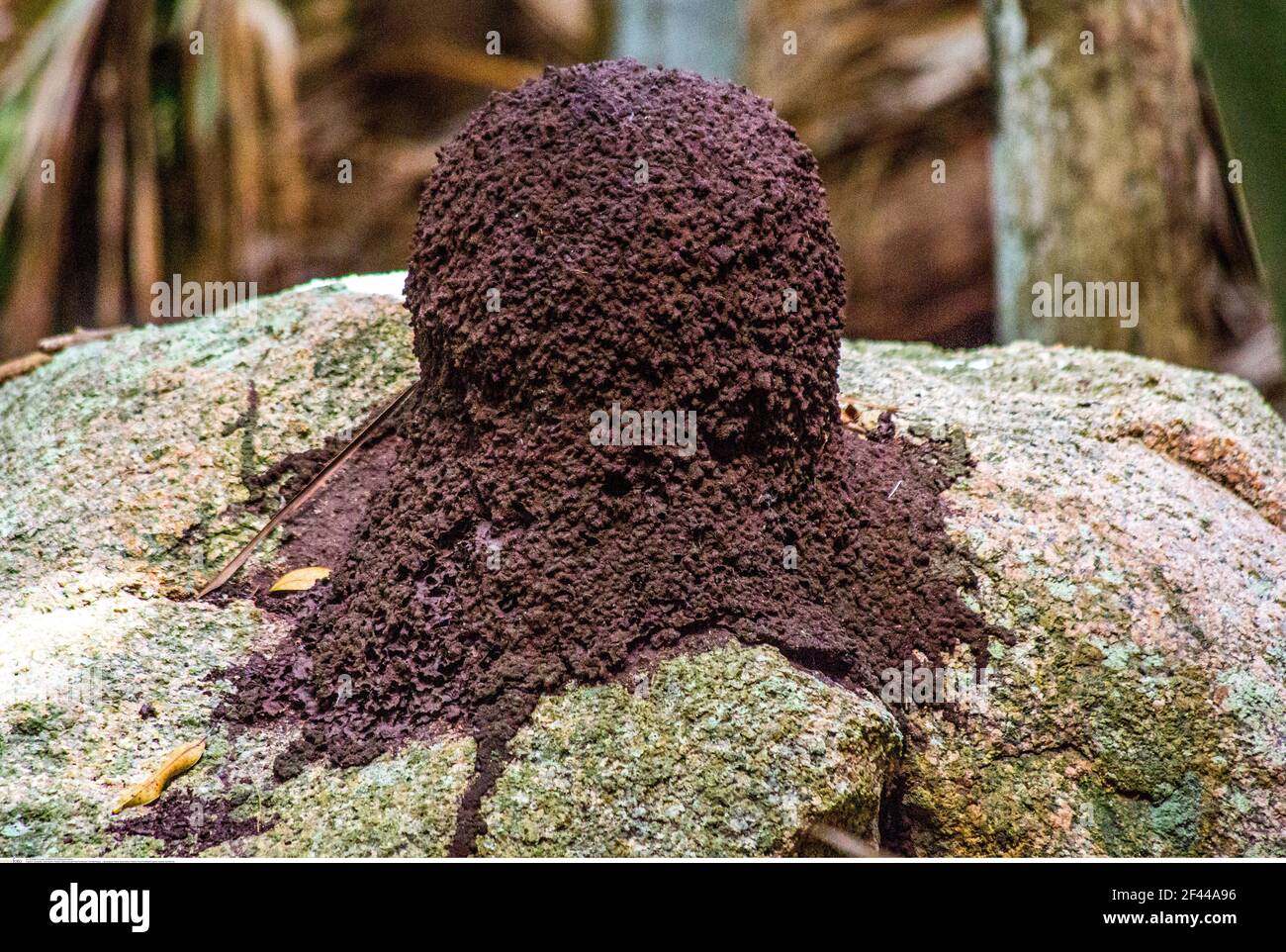 Geografia / viaggio, Seychelles, Praslin, Fond Ferdinand riserva naturale, collina termite, diritti aggiuntivi-clearance-Info-non-disponibile Foto Stock