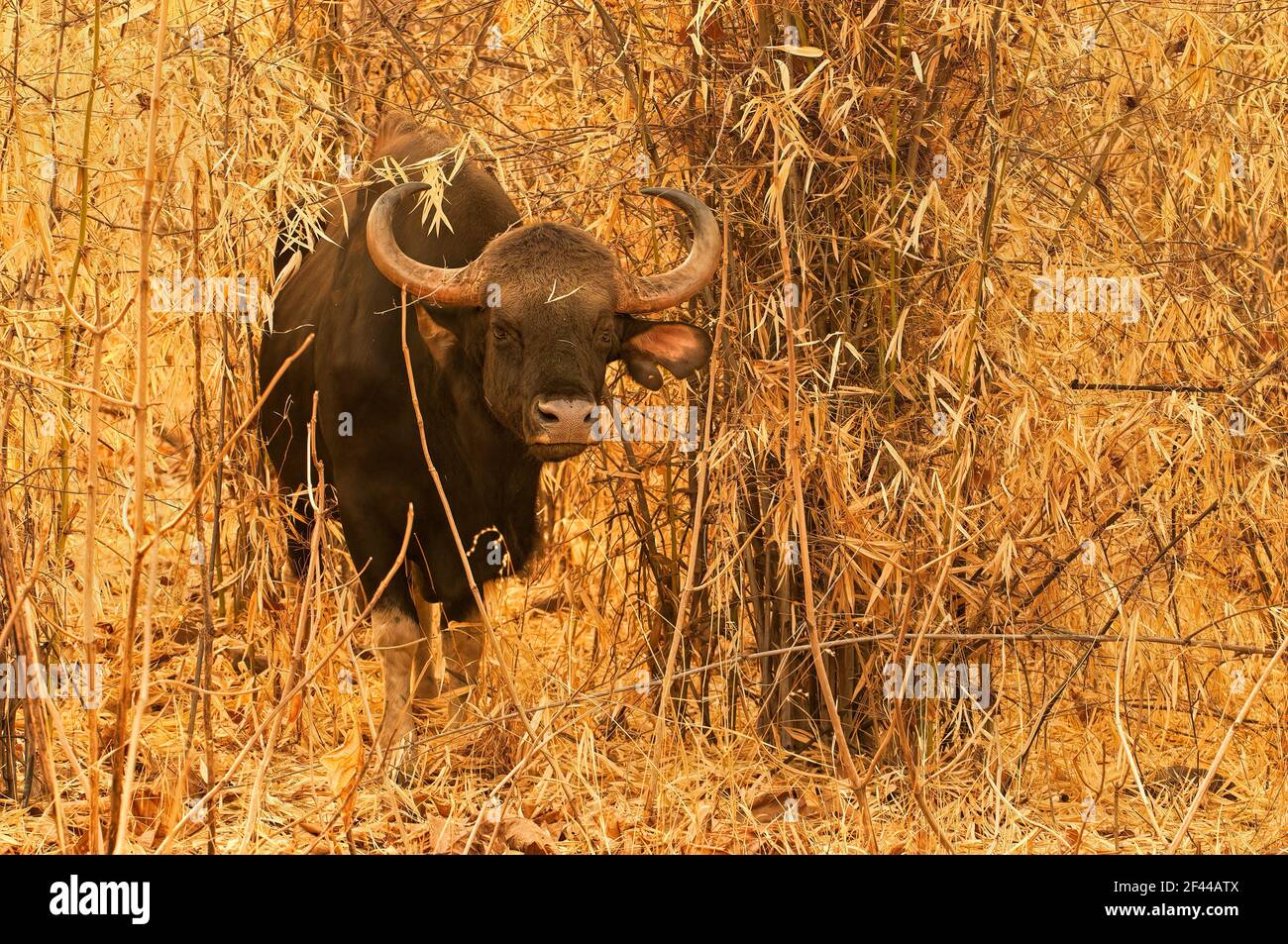 Indian Gaur, Indian Bison, Bos gaurus, emergente dalla foresta di bambù secco, Parco Nazionale di Bandipur, santuario della fauna selvatica, Karnataka, India, Asia Foto Stock
