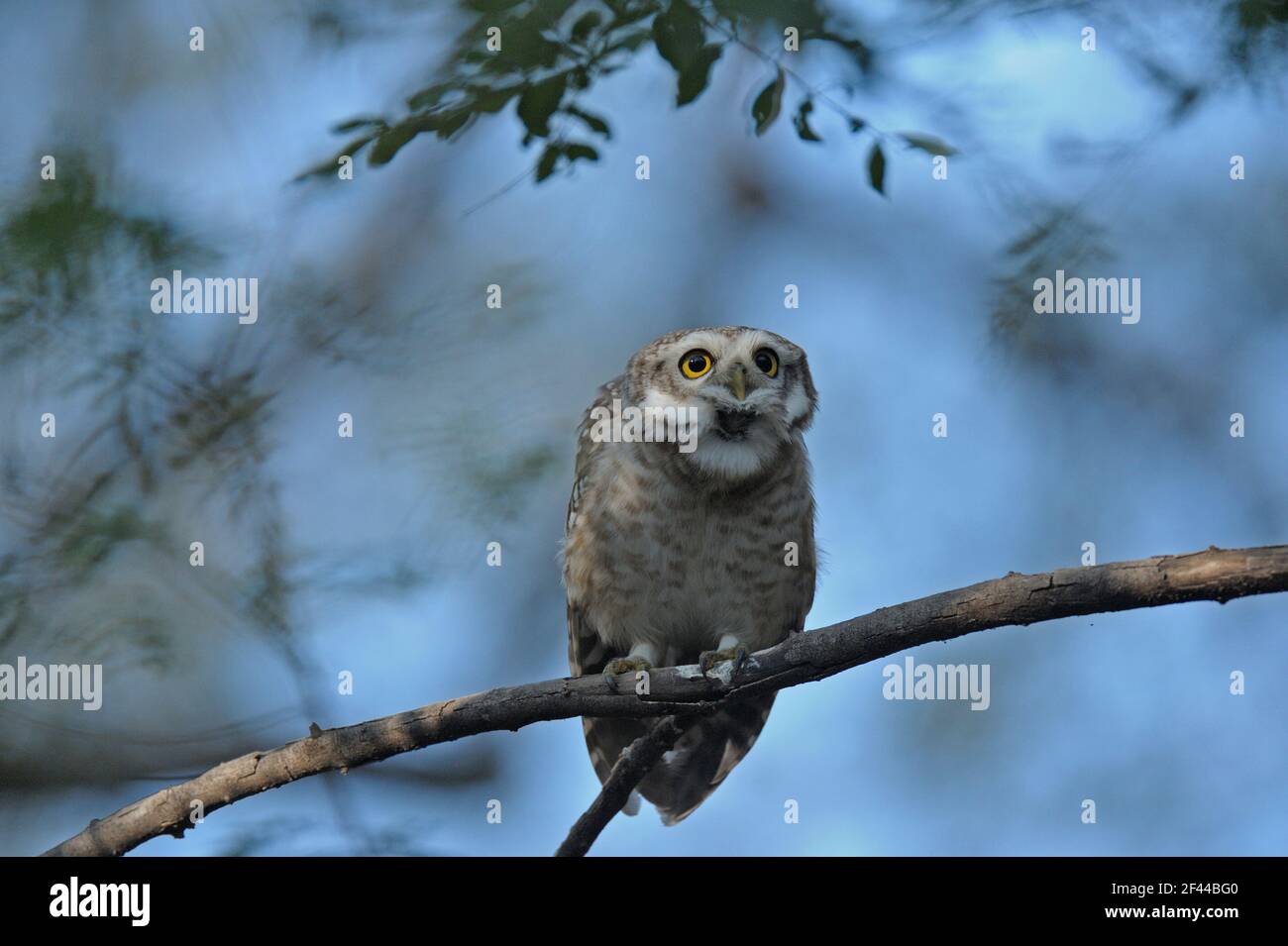 Avvistato Owlet, Athene brama, Ranthambore National Park, Wildlife Sanctuary, Ranthambhore, Sawai Madhopur, Rajasthan, India, Asia Foto Stock