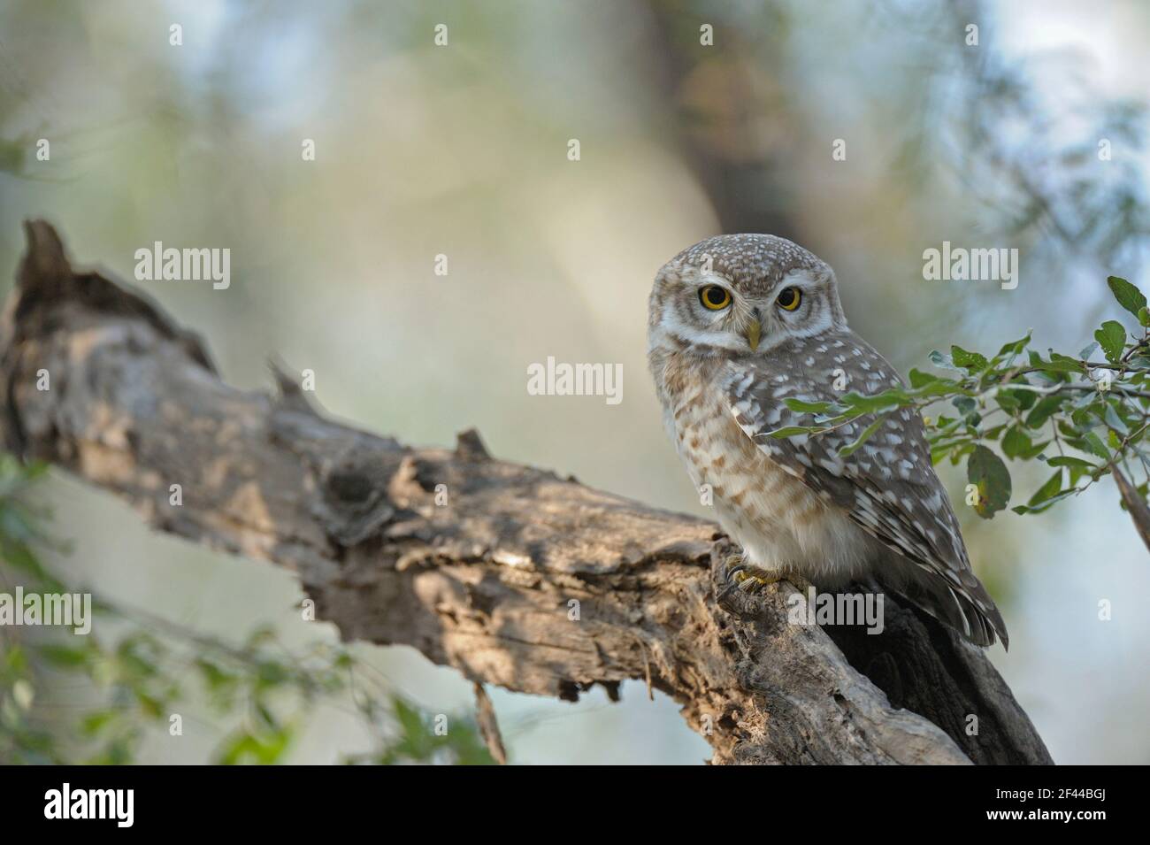 Avvistato Owlet, Athene brama, Ranthambore National Park, Wildlife Sanctuary, Ranthambhore, Sawai Madhopur, Rajasthan, India, Asia Foto Stock