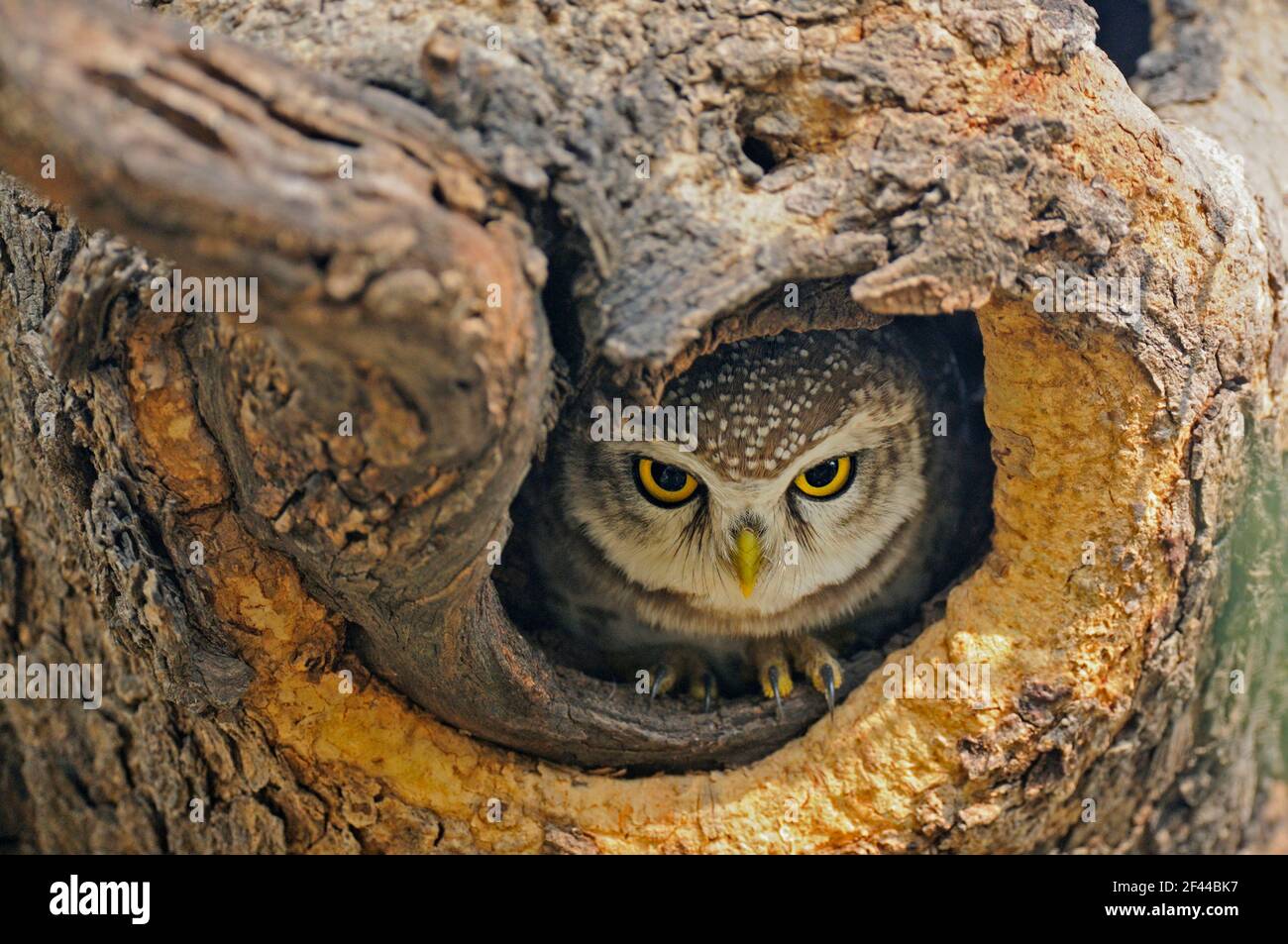 Avvistato Owlet Athene brama in tree hole, Ranthambore National Park, Wildlife Sanctuary, Ranthambhore, Sawai Madhopur, Rajasthan, India, Asia Foto Stock