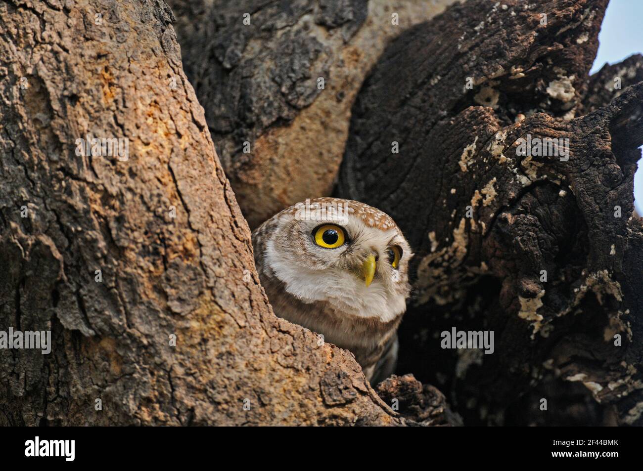 Avvistato Owlet, Athene brama, Ranthambore National Park, Wildlife Sanctuary, Ranthambhore, Sawai Madhopur, Rajasthan, India, Asia Foto Stock