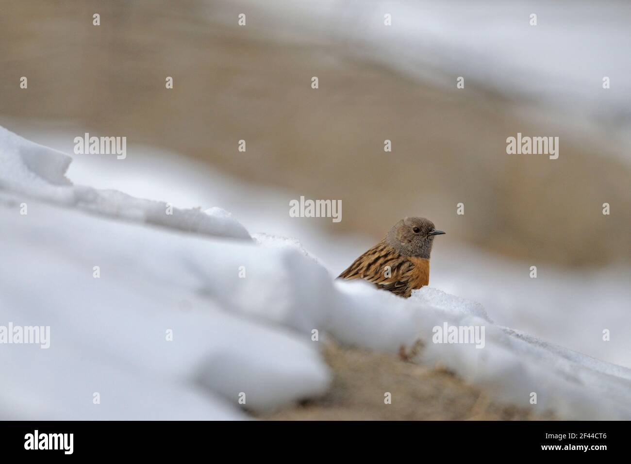 Robin al o Prunella rubeculoides nella neve, Parco Nazionale Hemis, alta quota, Ladakh, Jammu e Kashmir, Kashmir, India, Asia Foto Stock