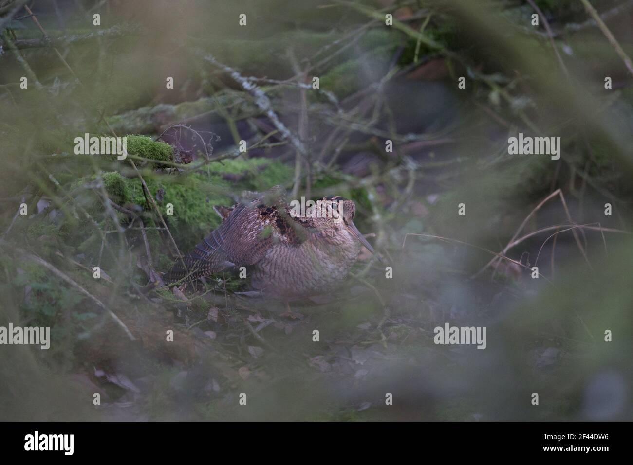 Eurasian Woodcock (Scolopax rusticola) in sottobosco alare stretching Foto Stock