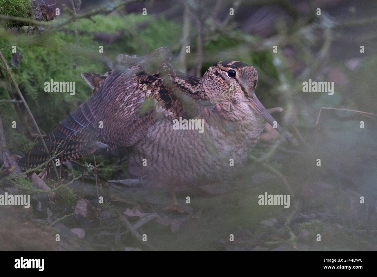 Eurasian Woodcock (Scolopax rusticola) in sottobosco alare stretching Foto Stock