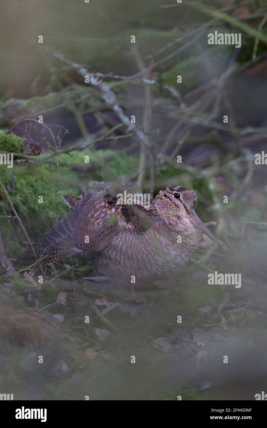 Eurasian Woodcock (Scolopax rusticola) in sottobosco alare stretching Foto Stock