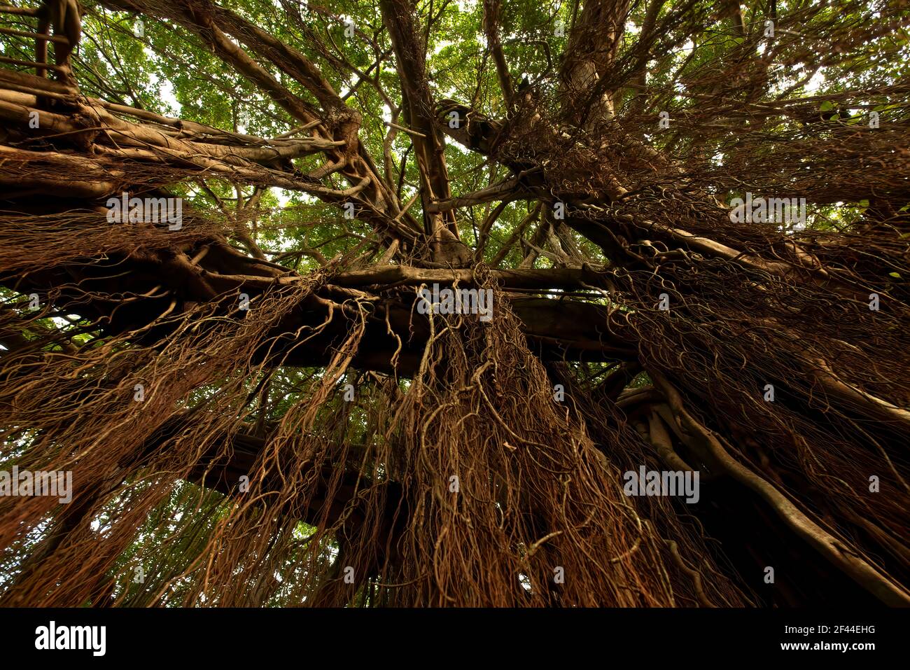 Le radici dell'albero di Banyan, l'albero di Ficus benghalensis, il parco nazionale di Ranthambore, il santuario della fauna selvatica, Ranthambhore, Sawai Madhopur, Rajasthan, India, Asia Foto Stock