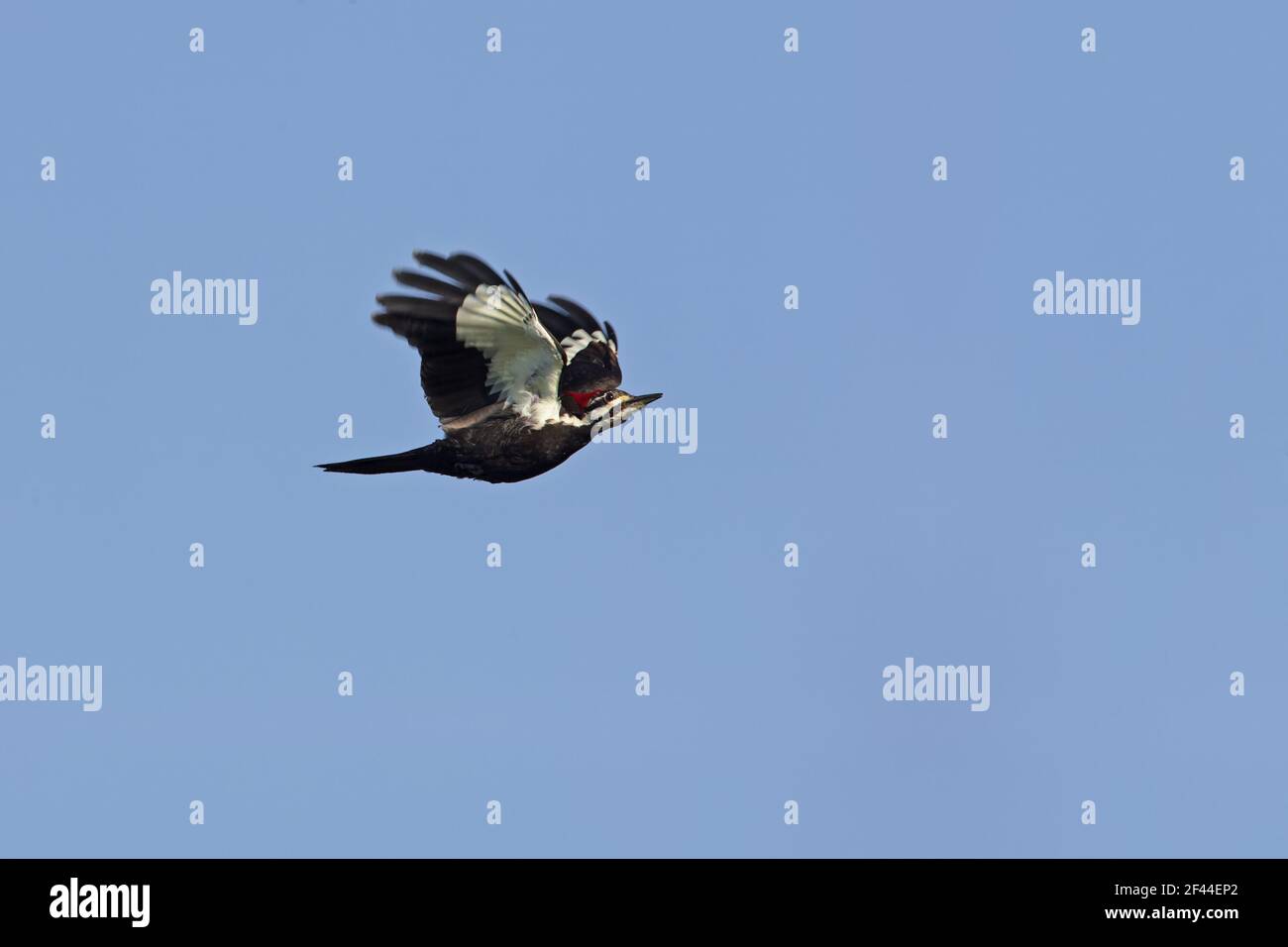 Picchio Pileated in flight(Dryocopus pileatus) Parco Nazionale Everglades, florida, USA BI002128 Foto Stock