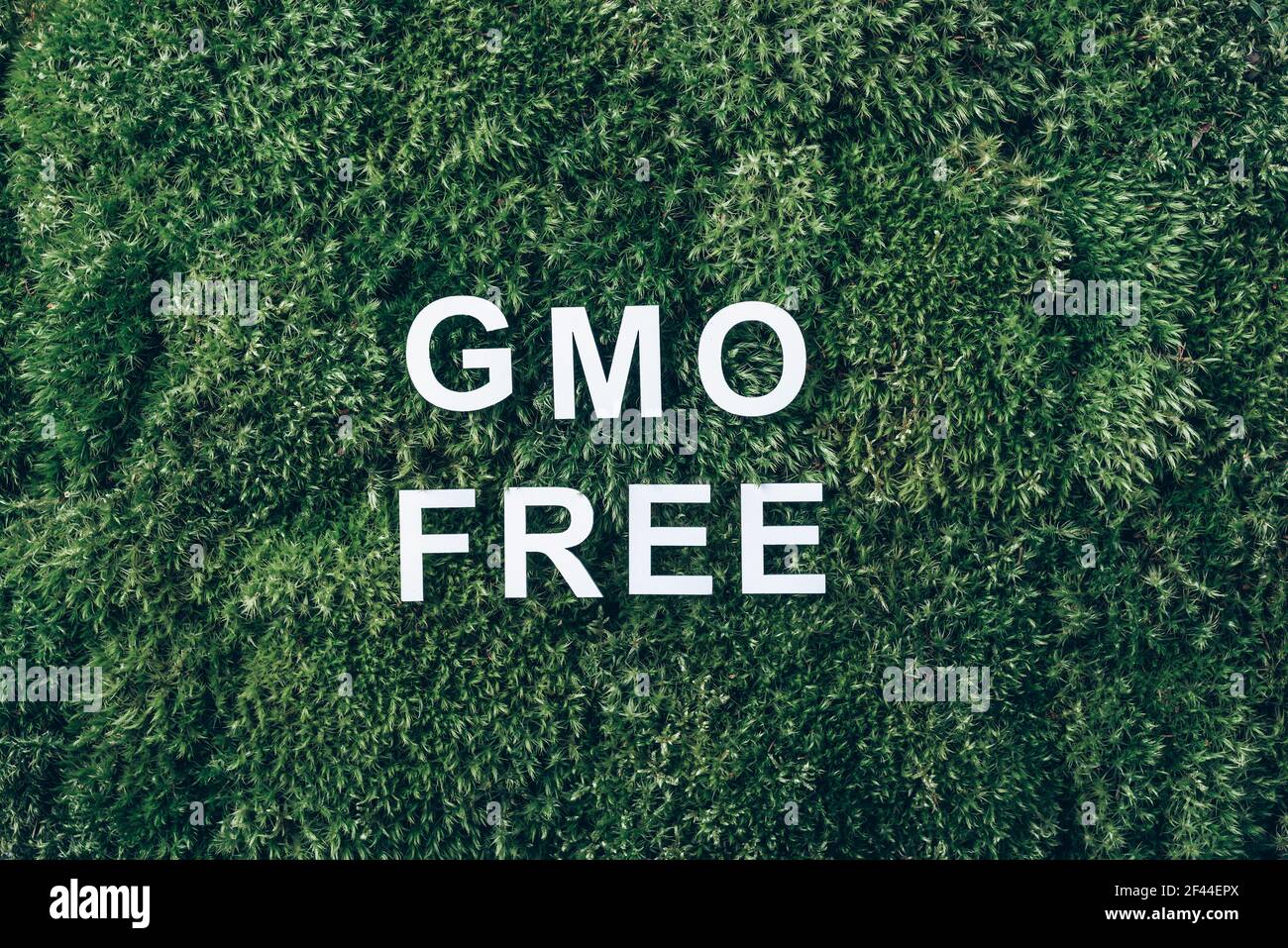 Iscrizione GMO LIBERA su muschio, sfondo verde erba. Vista dall'alto. Spazio di copia. Banner. Concetto di biofilia. Natura sfondo. Organismo geneticamente modificato Foto Stock