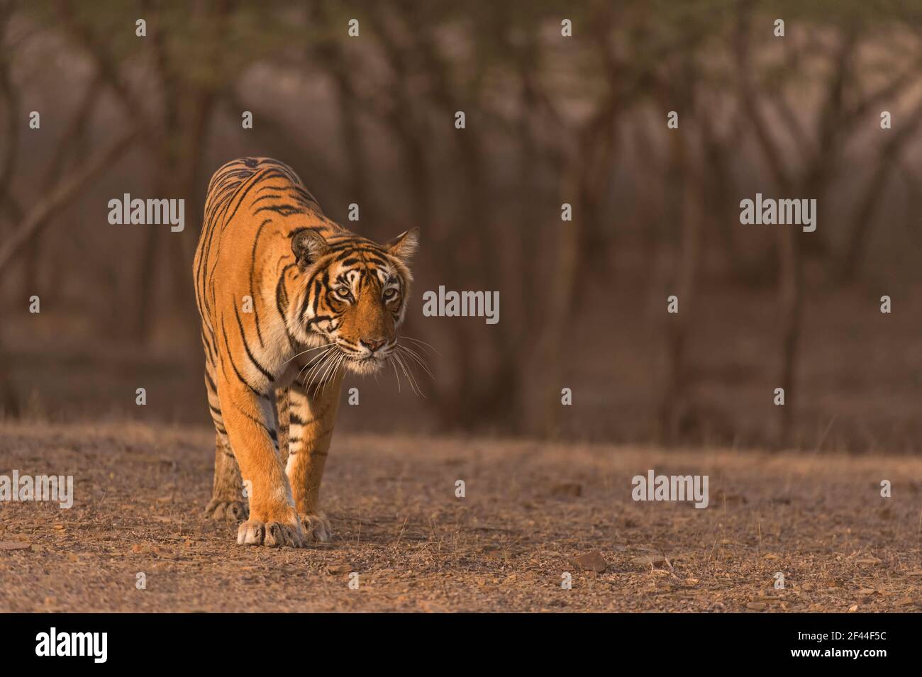 Royal Bengala Tiger Stalking Walking, Ranthambore National Park, Wildlife Sanctuary, Ranthambhore, Sawai Madhopur, Rajasthan, India, Asia Foto Stock