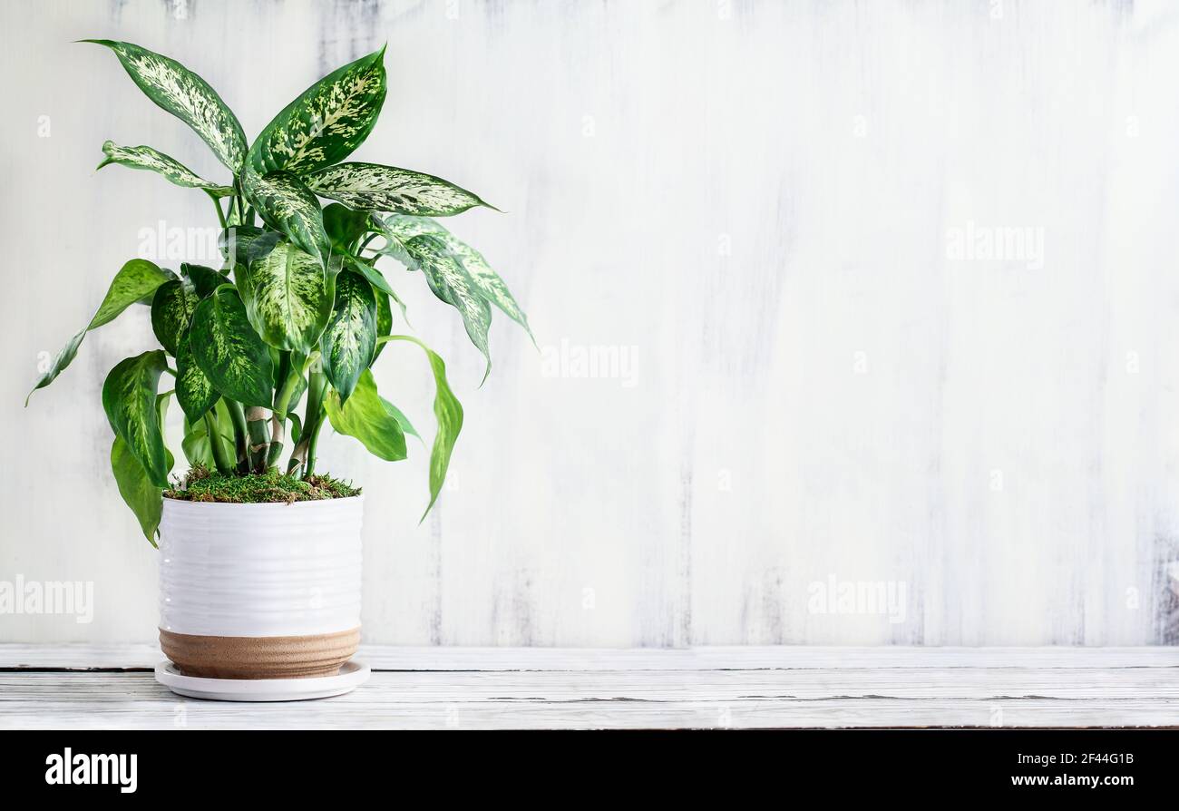 Dumb cane, Dieffenbachia, una popolare pianta domestica, su un rustico bianco casa colonica tavolo in legno con spazio libero per il testo. Foto Stock
