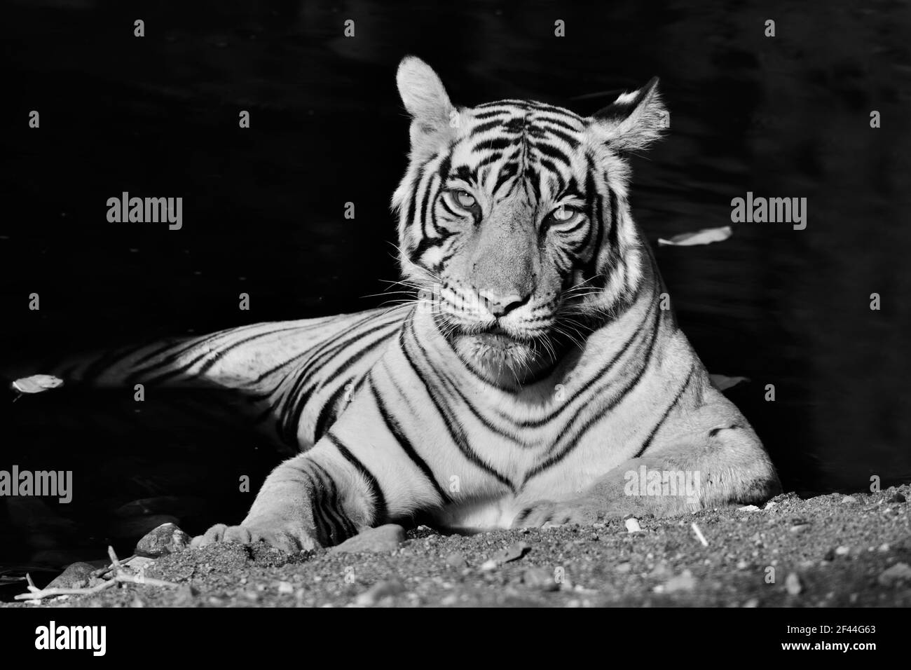 Royal Bengala Tiger sitting waterhole infrarosso nero e bianco, Ranthambore National Park, Wildlife Sanctuary, Ranthambhore, Sawai Madhopur, Rajasthan, India, Asia Foto Stock