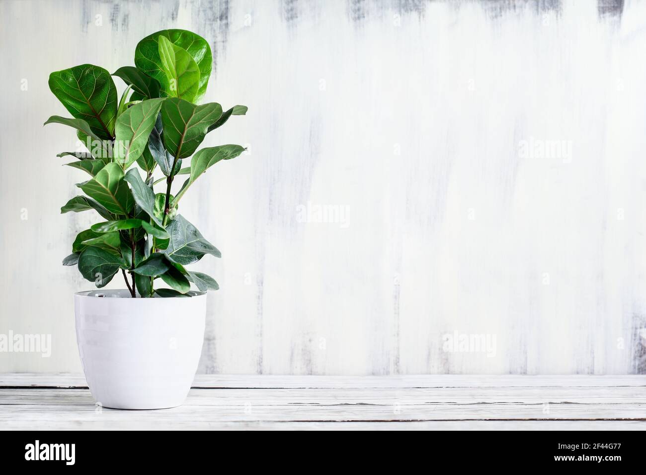 Fico di foglie di violino in vaso, Ficus Lyrata Bambino, una popolare pianta domestica, su un rustico tavolo di legno bianco casa colonica con spazio libero per il testo. Foto Stock