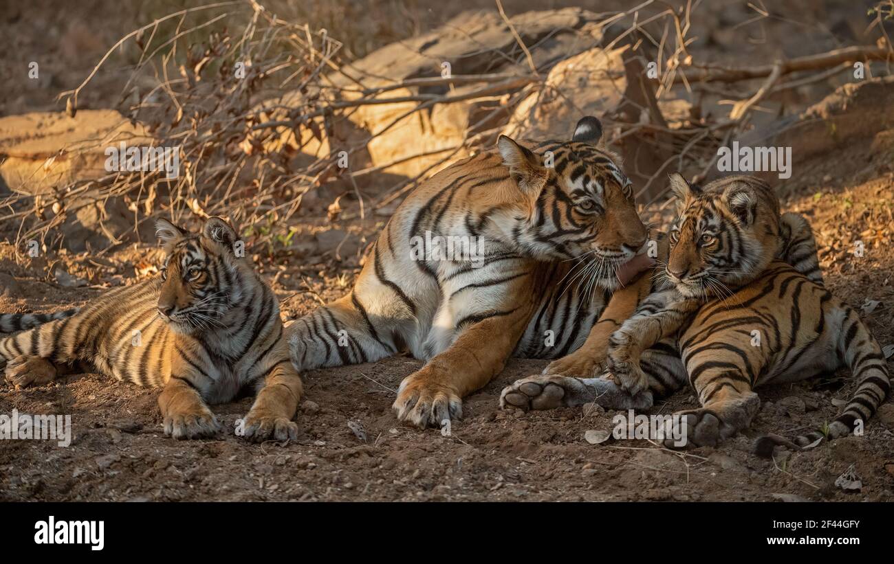 Tigre reale del Bengala con i cuccioli che riposano giocando, Parco Nazionale di Ranthambore, Santuario della fauna selvatica, Ranthambhore, Sawai Madhopur, Rajasthan, India, Asia Foto Stock