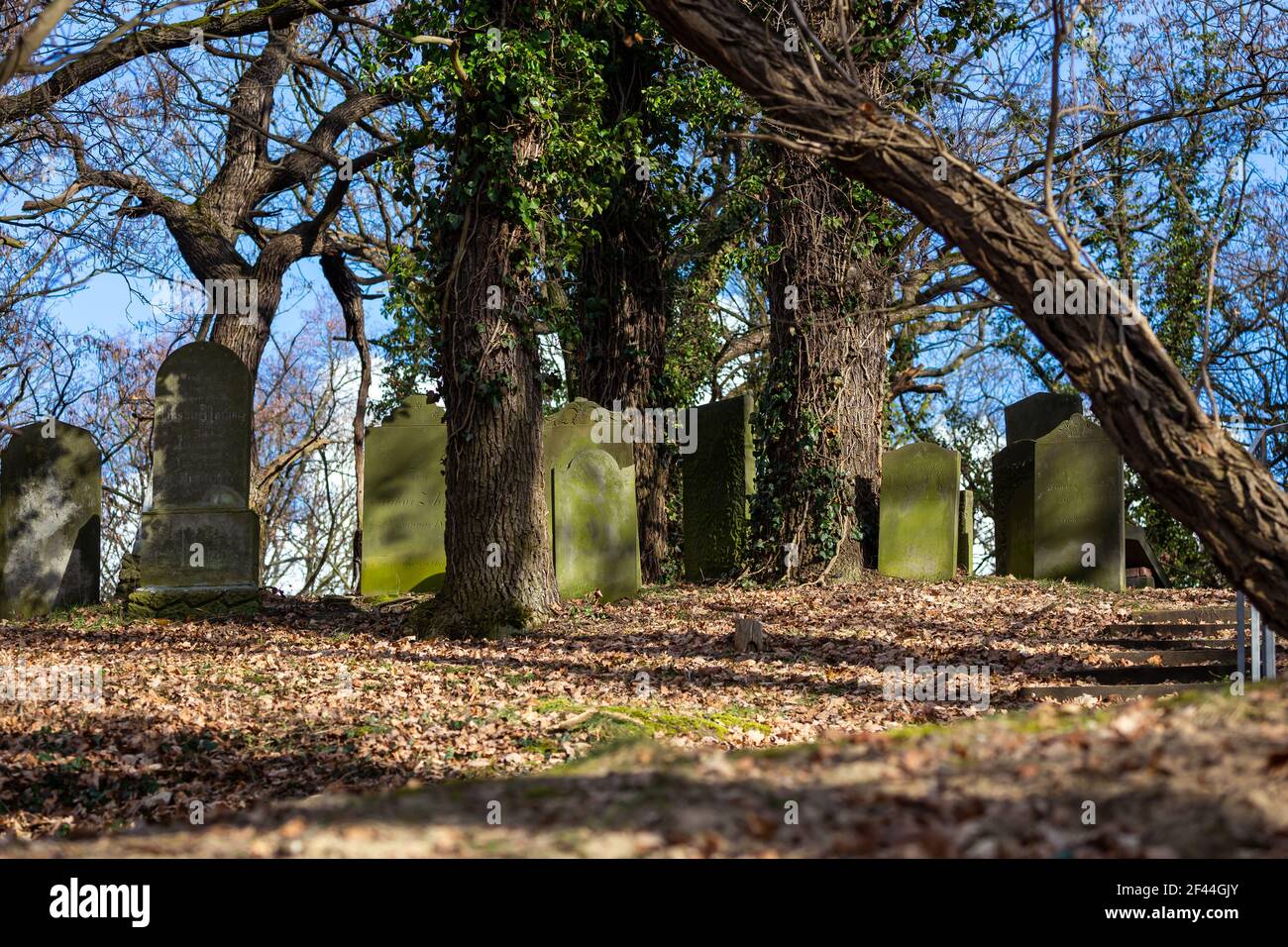 Cimitero ebraico abbandonato a Skwierzyna, Polonia. Primi piani sul matzevot. Una foto scattata in una giornata di sole, scatto d'atmosfera Foto Stock