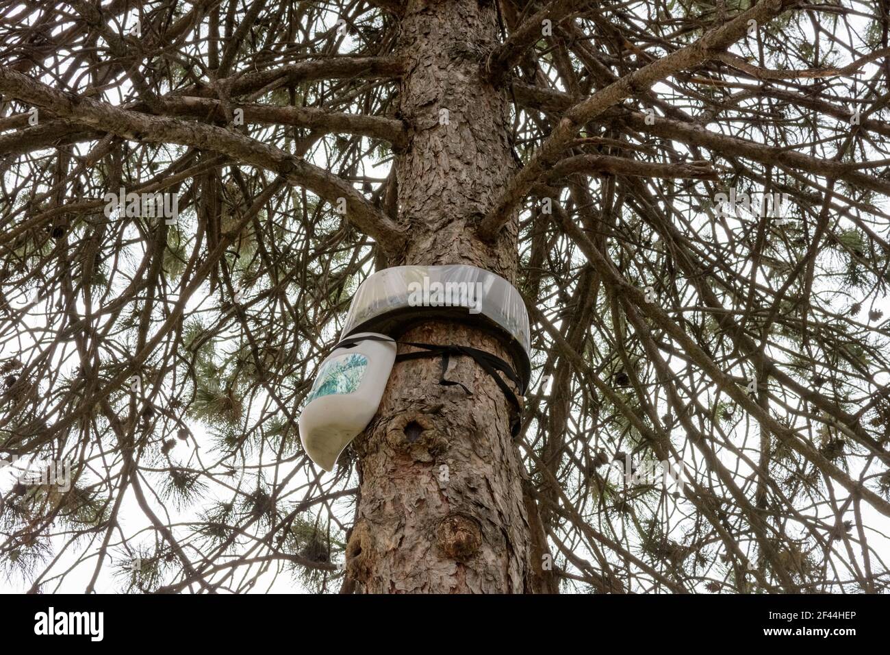 Una trappola per il pino processivo fissato sull'albero Foto Stock