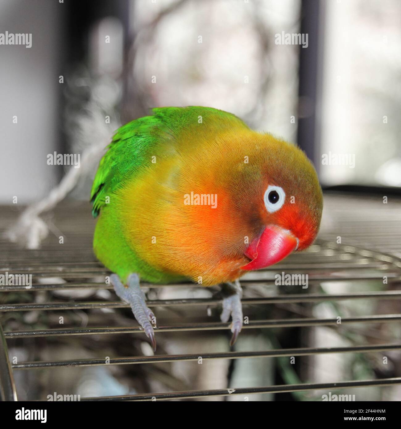 Un uccello di pesce un pappagallo colorato e carino Foto Stock