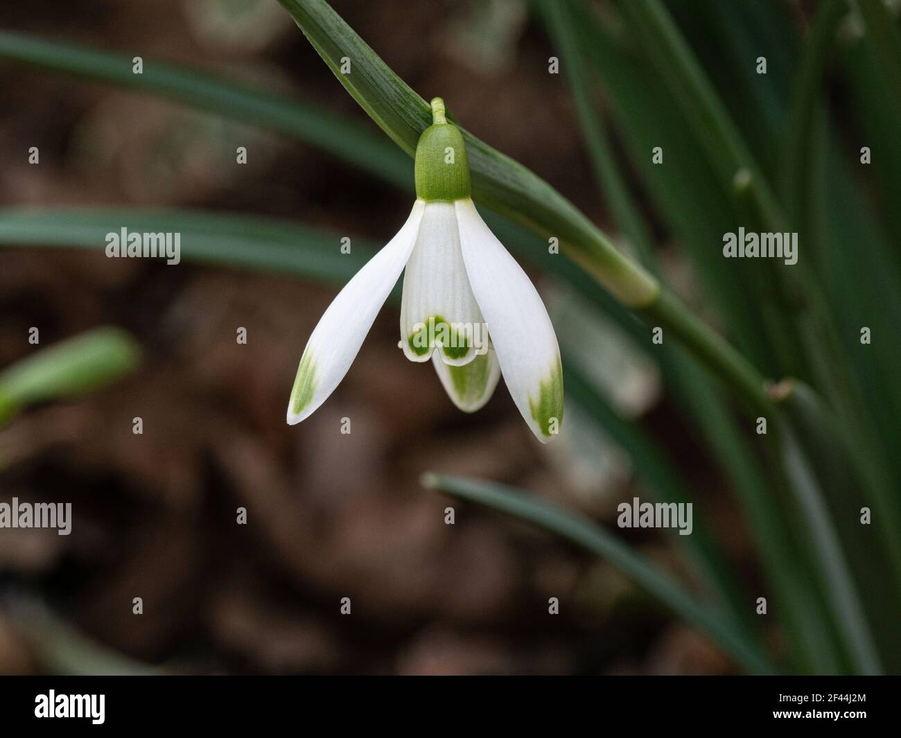 Un primo piano di un singolo fiore dell'ibrido snowdrop Galanthus Viridapice Foto Stock