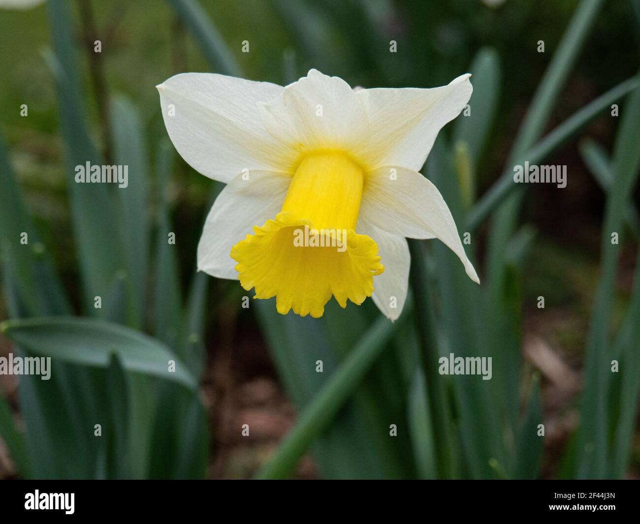 Un primo piano di un singolo giallo pallido e bianco Fiore dell'alba primaverile di Narcissus Foto Stock