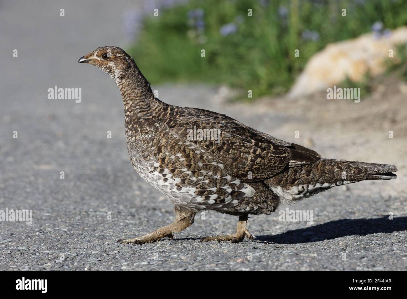 Ptarmigan dalla coda bianca - sentiero di attraversamento femminile Mount Rainier National Park Washington state, USA BI003387 Foto Stock