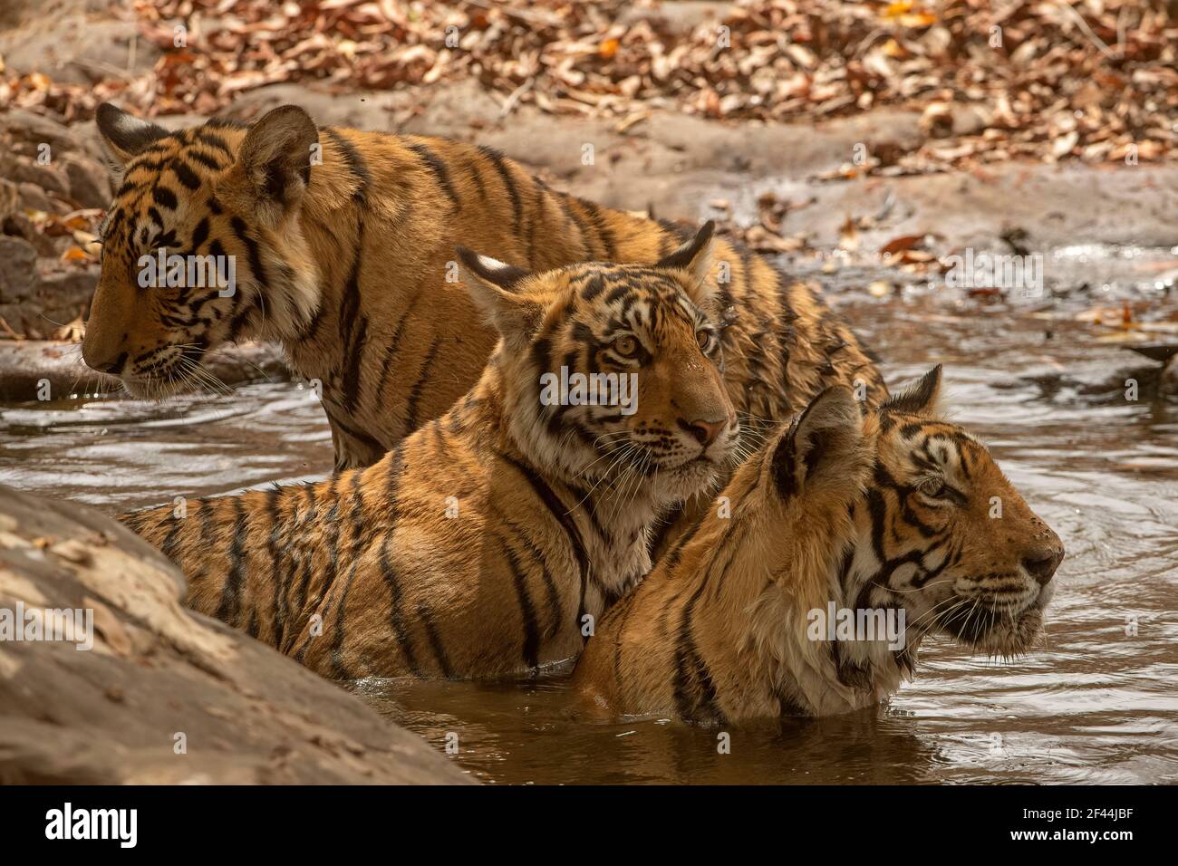 Tre tigri del Bengala reale che siedono il foro d'acqua, il parco nazionale di Ranthambore, il santuario della fauna selvatica, Ranthambhore, Sawai Madhopur, Rajasthan, India, Asia Foto Stock